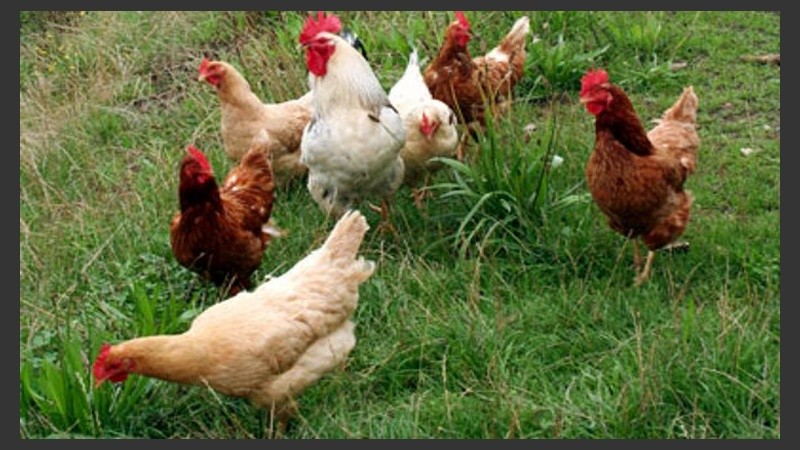 Gallinas robadas. 