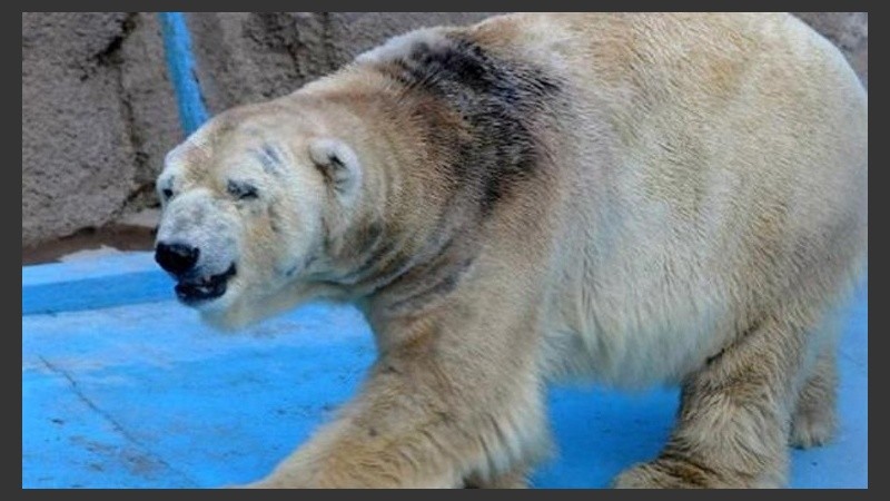 Una vieja foto del oso Arturo.
