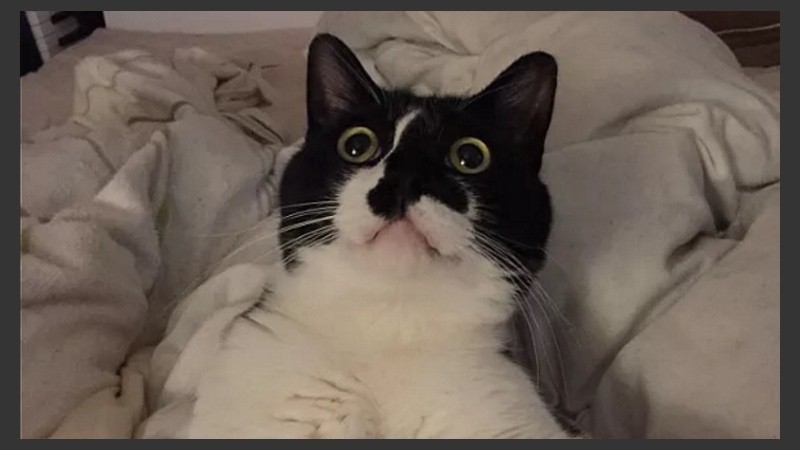 El gesto relajado que abunda en los gatos se vuelve 