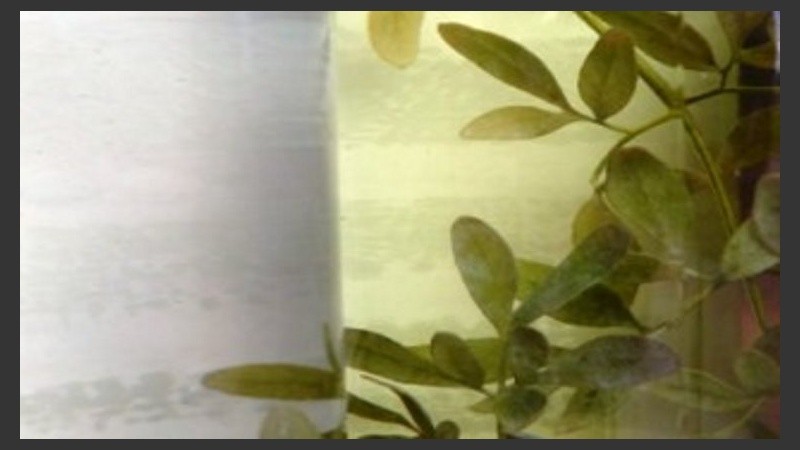 Caña con ruda y salud. 