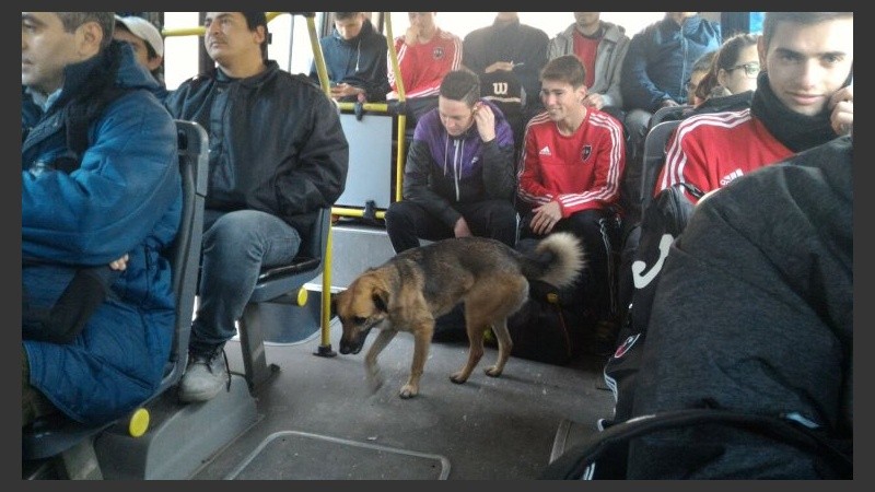 El perrito disfruta del viaje. 
