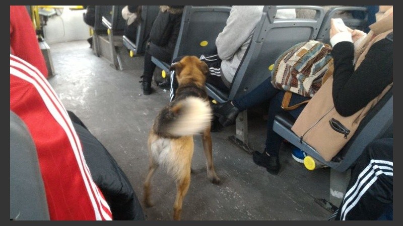 El perrito mueve su cola simpático y se gana a los pasajeros. 