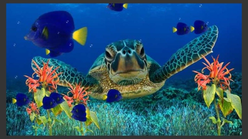 El alumno podrá diagnosticar ecosistemas marinos.