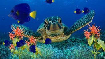 El alumno podrá diagnosticar ecosistemas marinos.