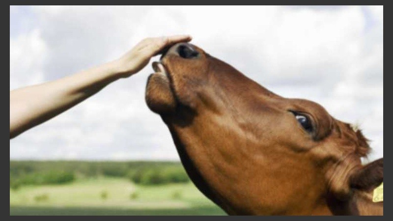 Se demostró que el contacto por más de cinco años con ese medio rural es un factor de protección para padecer asma y rinitis alérgica.