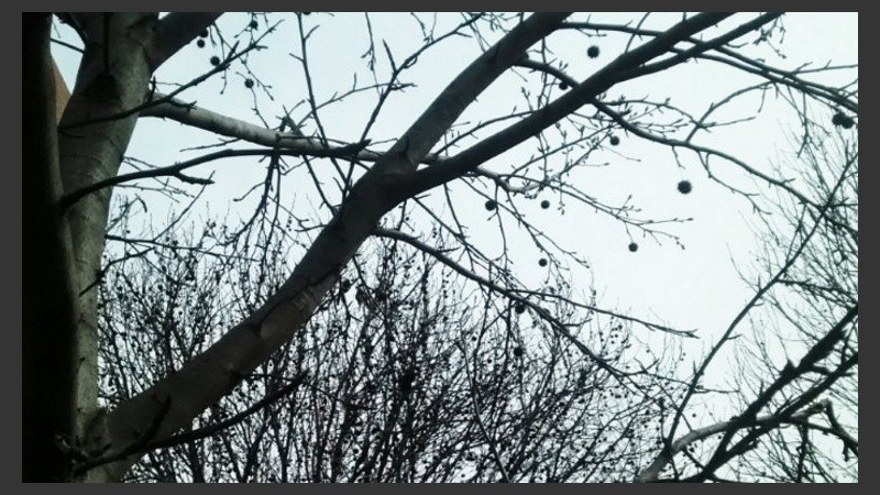 Los árboles esperan la primavera. 