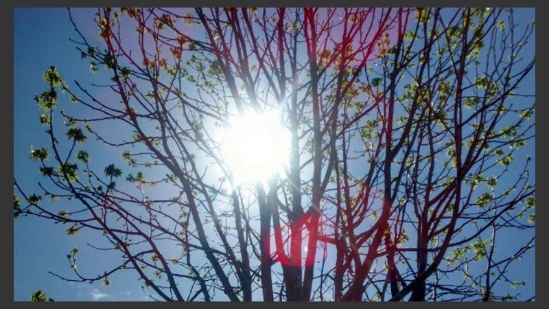 Algunas brotes sobre la madera. 