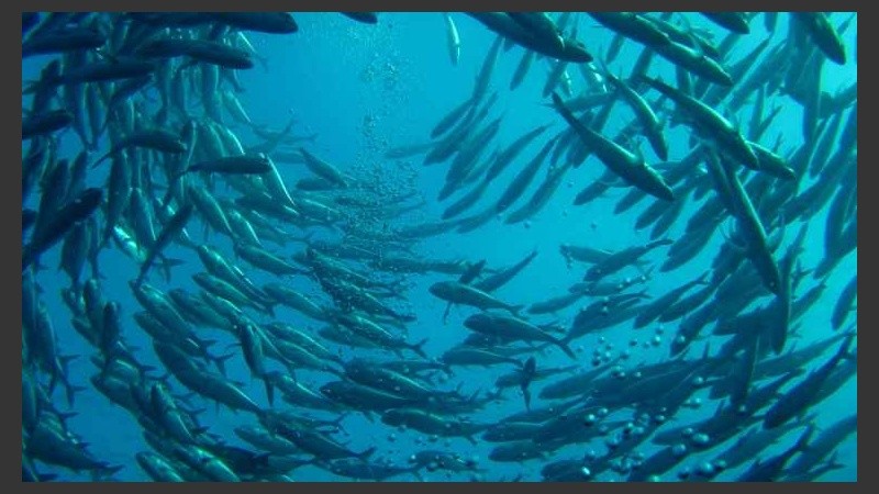 El plan de estudios todavía se encuentra a la espera de aprobación y proyecta una carrera de cinco años de duración.