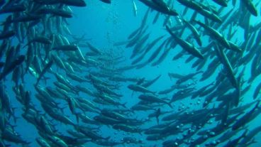 El plan de estudios todavía se encuentra a la espera de aprobación y proyecta una carrera de cinco años de duración.