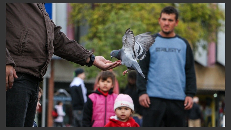 Un hombre le da de comer a una paloma. Los de atrás miran asombrados. (Alan Monzón/Rosario3.com)