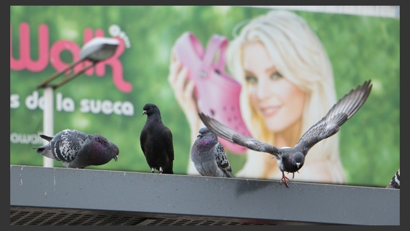 En gran cantidad se suele verlas en distintos puntos de la ciudad. (Alan Monzón/Rosario3.com)