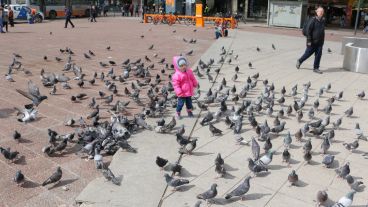 Una niña rodeada de palomas en plaza Montenegro. Cada vez se ven más ejemplares en ese lugar. (Alan Monzón/Rosario3.com)
