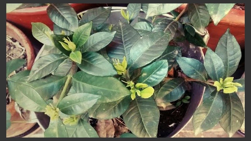 El jazmín ya está brotado. 