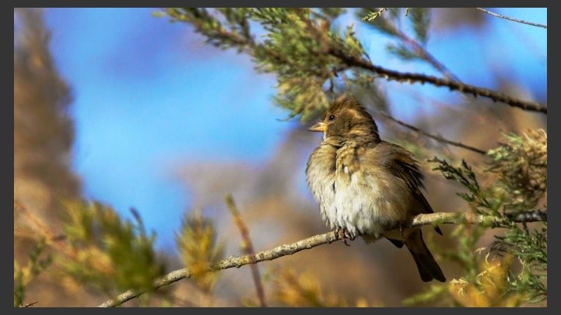 Pajaritos en los árboles desde temprano. 