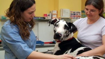 Una posibilidad de conocer más de cerca qué es la veterinaria.