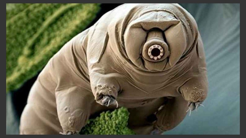 Los tardígrados pueden reparar su propio ADN dañado.