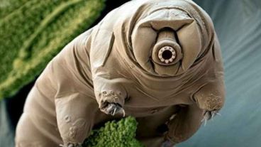 Los tardígrados pueden reparar su propio ADN dañado.