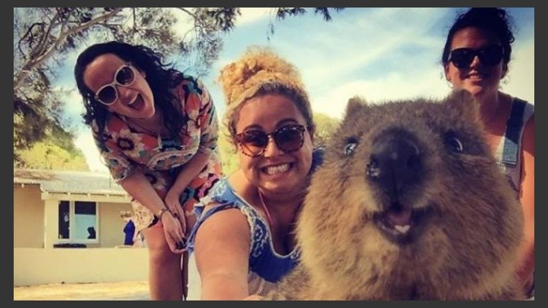 La “sonrisa” de los quokkas desató un fenómeno viral de selfies en Australia.