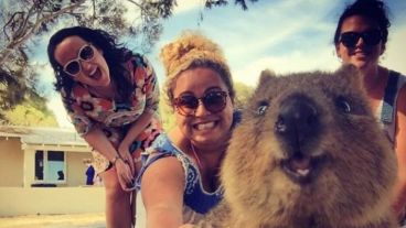 La “sonrisa” de los quokkas desató un fenómeno viral de selfies en Australia.