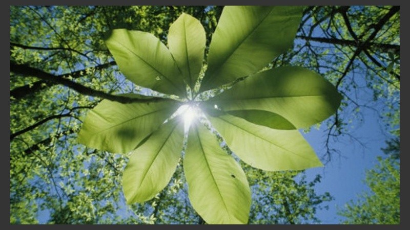 Entre las hojas, es fácil encontrar el sol. 