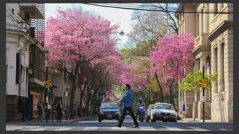 Llega la primavera y con sus flores bien llamativas, los lapachos brindan su propio espectáculo. (Alan Monzón/Rosario3.com)