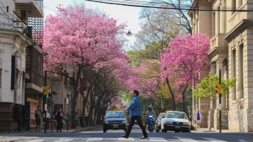 Llega la primavera y con sus flores bien llamativas, los lapachos brindan su propio espectáculo. (Alan Monzón/Rosario3.com)