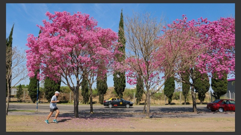 Las flores del lapacho endulzan la vista en distintos puntos de la ciudad. (Alan Monzón/Rosario3.com)