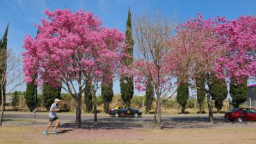 Las flores del lapacho endulzan la vista en distintos puntos de la ciudad. (Alan Monzón/Rosario3.com)