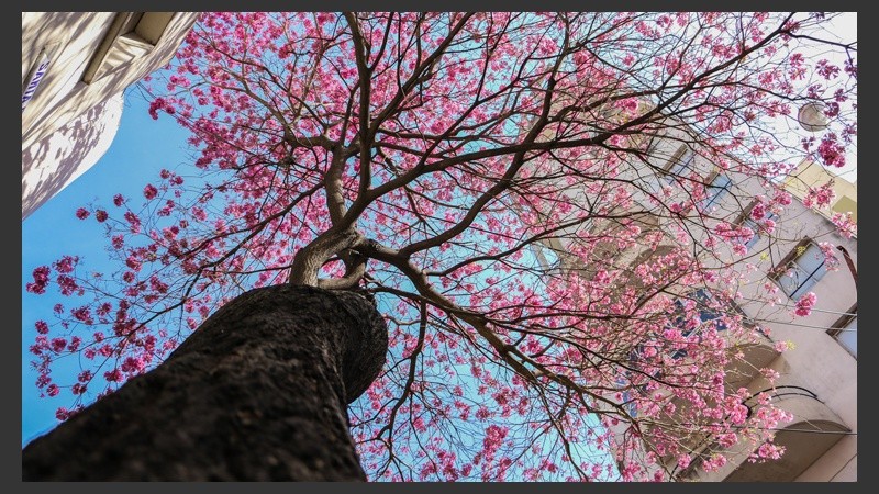 Un ejemplar de varios años emplazado en pleno centro. Están distribuidos en diferentes puntos de la ciudad. (Alan Monzón/Rosario3.com)