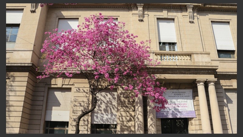 Un lapacho dice presente en una de las entradas del Normal 2 en Santa Fe y Balcarce. (Alan Monzón/Rosario3.com)