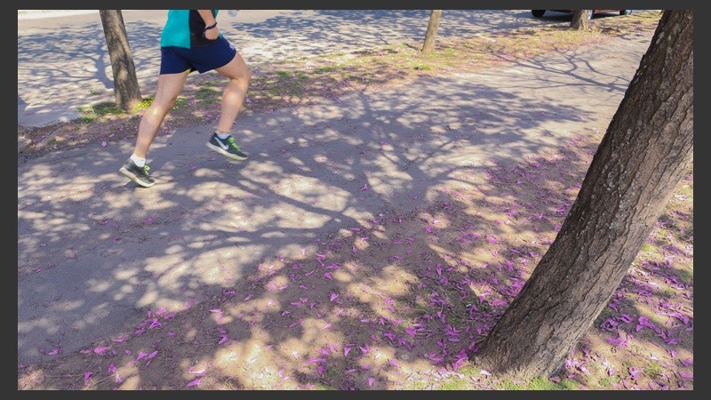 Cuando las flores caen su color se vuelve cercano al violeta. (Alan Monzón/Rosario3.com)