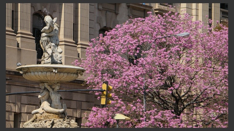 Muy cerca de la tradicional fuente de la bajada Sargento Cabral un enorme árbol florecido se luce en lugar.  (Alan Monzón/Rosario3.com)