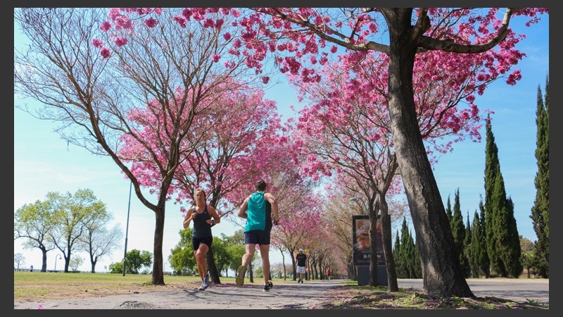 Parque Sunchales y una serie de ejemplares que no paran de florecer. (Alan Monzón/Rosario3.com)