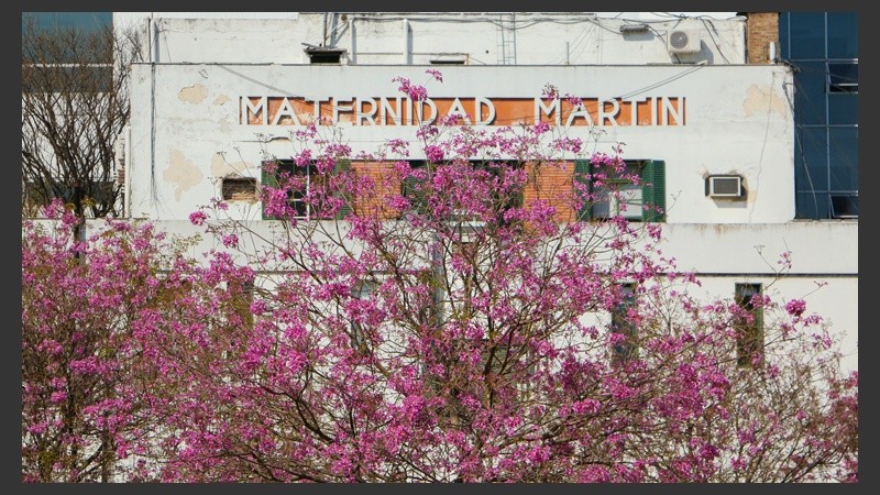 En la plaza frente a la Maternidad Martín hay varios ejemplares que también dan su espectáculo. (Alan Monzón/Rosario3.com)