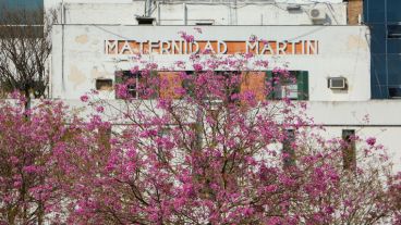 En la plaza frente a la Maternidad Martín hay varios ejemplares que también dan su espectáculo. (Alan Monzón/Rosario3.com)