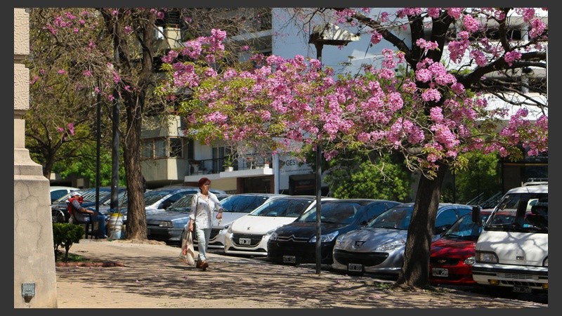 La llegada de la primavera endurece las sombras y realza los colores. (Alan Monzón/Rosario3.com)