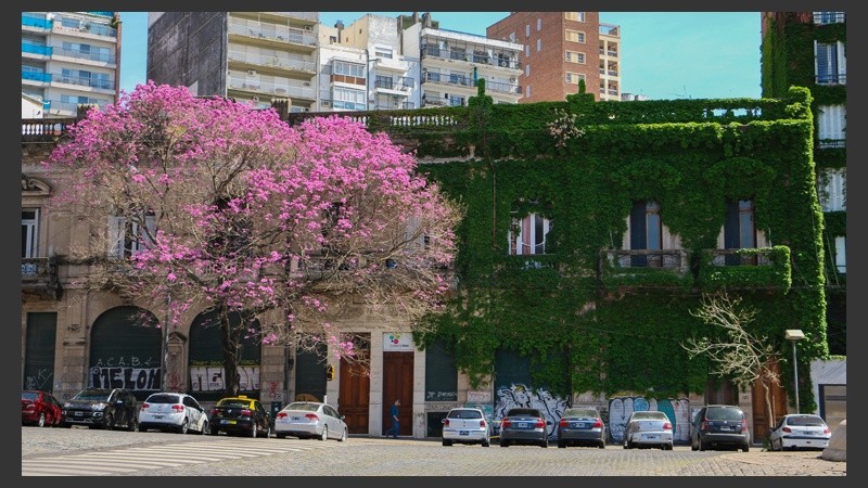 Un ejemplar enorme junto a una casa cubierta por una enredadera frente a la ex aduana. (Alan Monzón/Rosario3.com)