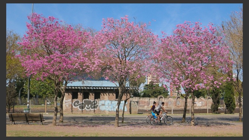 Parque Sunchales (a metros de los silos de colores) se observa una seguidilla de árboles que embellecen el lugar.  (Alan Monzón/Rosario3.com)