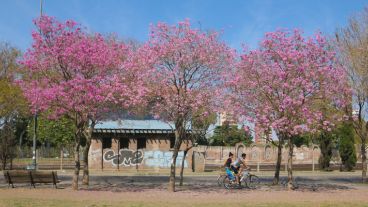 Parque Sunchales (a metros de los silos de colores) se observa una seguidilla de árboles que embellecen el lugar.  (Alan Monzón/Rosario3.com)