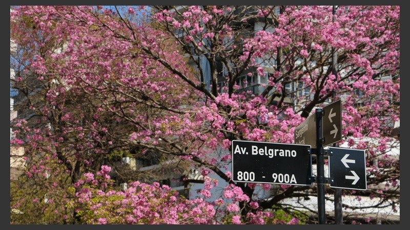 En cercanías a la ex Aduana se pueden observar varios ejemplares. (Alan Monzón/Rosario3.com)