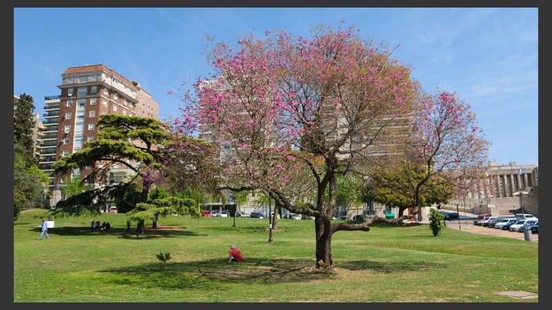 Un hombre lee bajo un árbol en el Parque Nacional a la Bandera. (Alan Monzón/Rosario3.com)