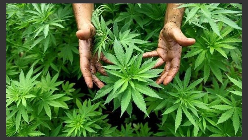 Crece el debate en torno al uso medicinal de la planta.