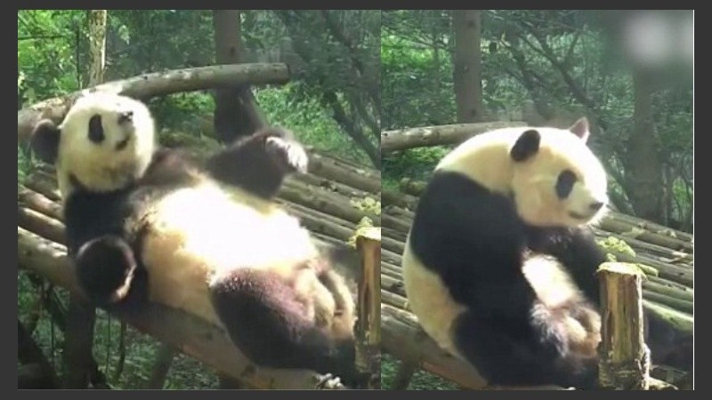 Los osos panda comen entre 12 y 38 kilos de bamboo por día para suplir su demanda energética.