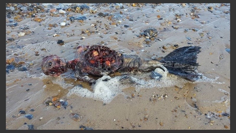 La imagen del extraño ser en la playa. 