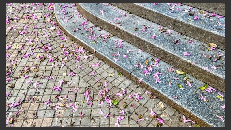 El jacarandá dejá huellas de lila y rosa. 