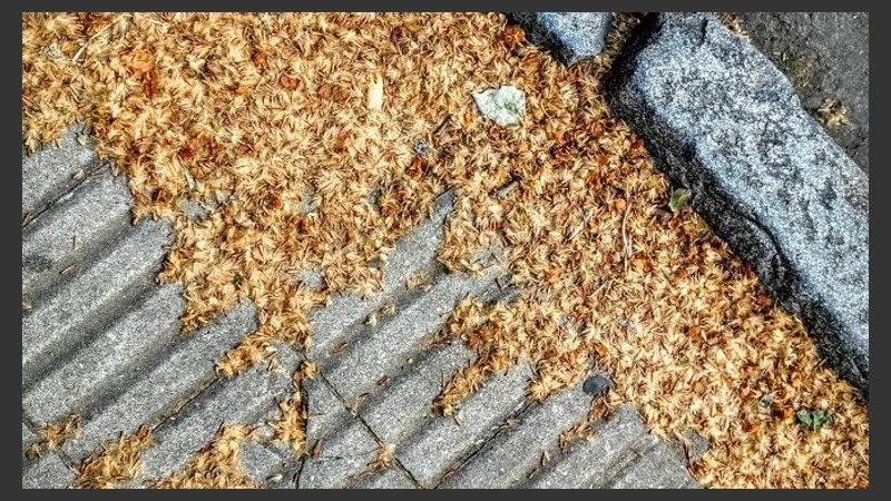 Los plátanos desprenden su polvillo y hacer picar la nariz. 