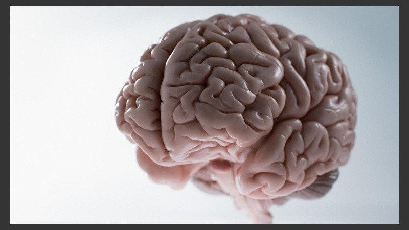 La investigación fue publicada en la revista Proceedings of the National Academy of Sciences.