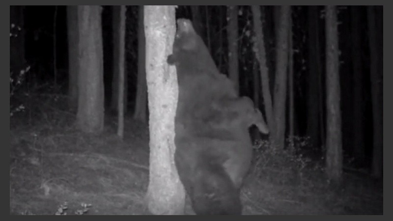 “Este oso gordo está a listo para hibernar pero antes quiso rascarse la espalda”, se lee en el posteo.