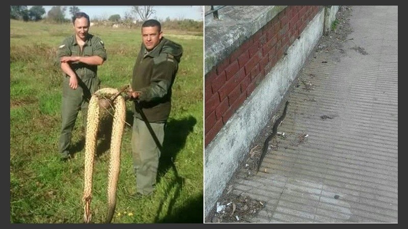 Algunas de las peligrosas yarará atrapadas cerca de la escuela. 