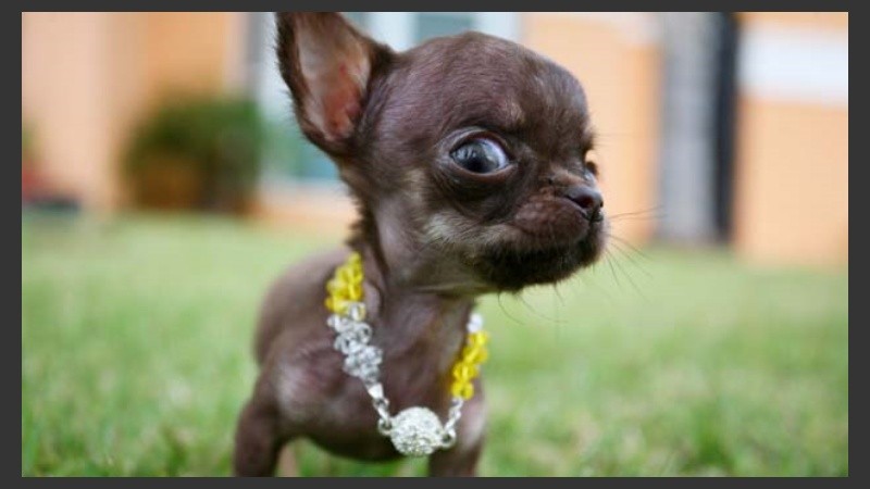 Los perros chihuahua son muy queridos en el país.